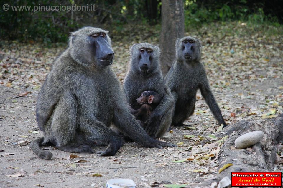 Ethiopia - Mago National Park - Baboons - 15.jpg